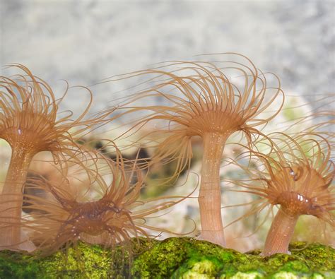  Aiptasia: A Colorful Carpet with Tentacles for Tiny Treats!