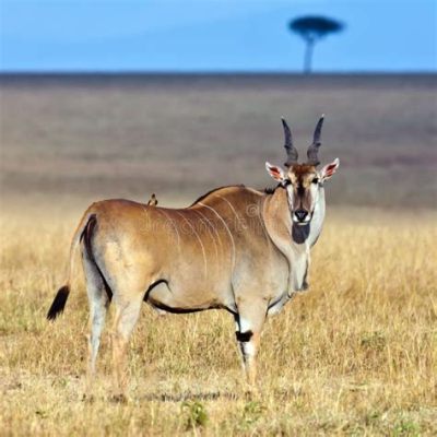  Eland: The Majestic Herbivore Whose Graceful Stride Echoes Through the African Savanna!