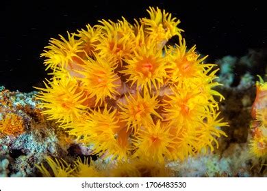  Leather Coral: A Stunning Underwater Bouquet That Blooms With Tentacles!