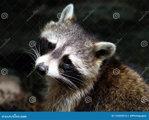  Raccoon!  The Masked Bandit Known For Its Curious Nature and Nocturnal Habits