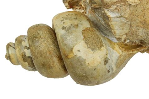  Strombus Jaws! This Shell-Bearing Gastropod Has a Secret Weapon That Will Amaze You