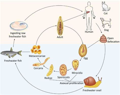  Wormlike and Wonderfully Bizarre: Discover the Fascinating Life Cycle of the White Liver Fluke!