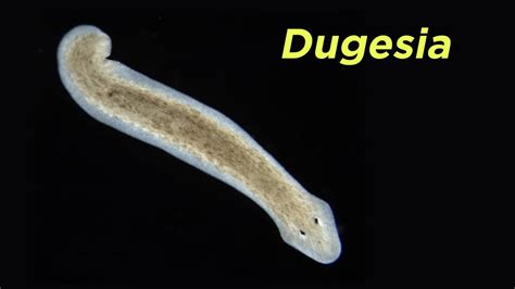  Yoshima Platyhelminthes: A Curious Case of Free-Living Flatworms with Remarkable Regenerative Abilities!