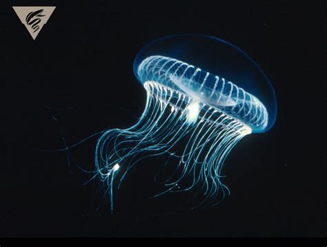  Aequorea victoria: Jellyfish That Glows Like Bioluminescent Fireworks!