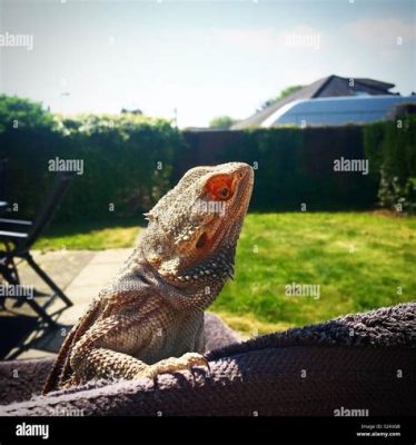   bearded Dragon  สัตว์เลื้อยคลานขี้สงสัยผู้เชี่ยวชาญการอาบแดด