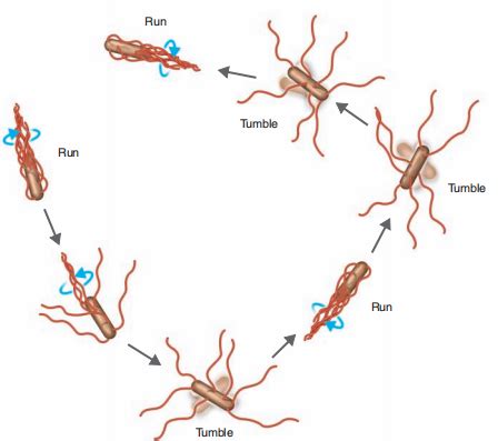  Diplomastrum! A Microscopic Masterpiece Demonstrating Unbridled Movement Through Its Delicate Flagella