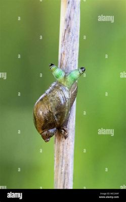  Itostrongylus!  This Parasitic Worm Might Be Lurking In Your Snail Snacks