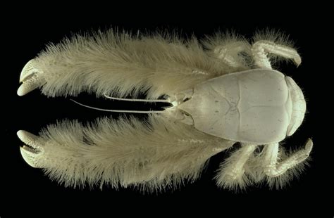  Kiwa: A Crustacean That Lives Deep In The Ocean And Eats Dead Whales?