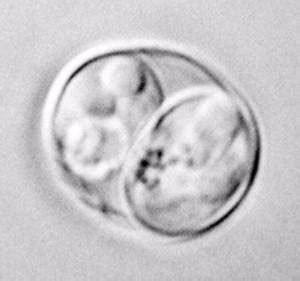  Neospora  This single-celled parasite responsible for abortions in livestock can also cause neurological problems in dogs and other canids!