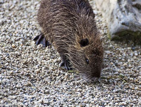  Nutria! A Rodent With Webbed Feet That Loves Swimming in Muddy Waters?