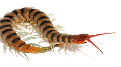  Okinawa Centipede: A Venomous Creature That Lurks Underneath Rocks, Digging its Way through Decaying Wood with Ease!