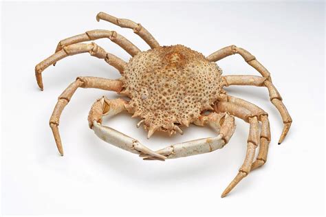  Queen Crab:  A Small Crustacean with an Exoskeleton as Strong as Titanium