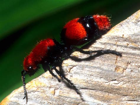  Red Velvet Ant: รู้จักเจ้าแมลงอันตรายน่าขนลุกที่ดูดั่งกำมะหยี่แดง