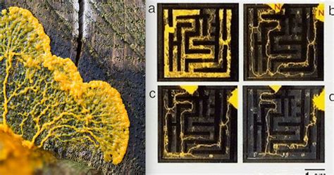  Slime Mold: An Amazing Microorganism that Solves Mazes!