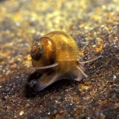  Valvata: A Tiny Snail That Can Teach You About Patience and Persistence!